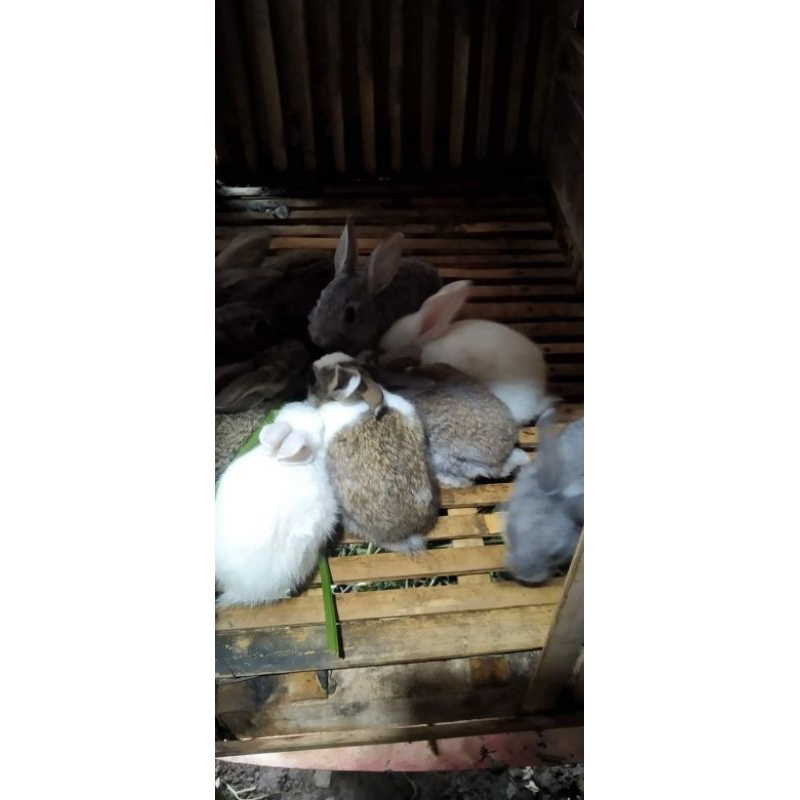 kelinci hidup - kelinci lokal umur satu bulan (satupasang)