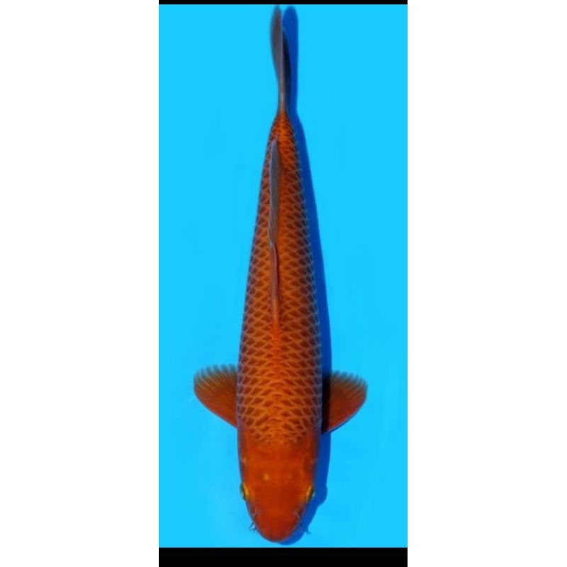ikan koi chagoi tembaga grade A size 35cm