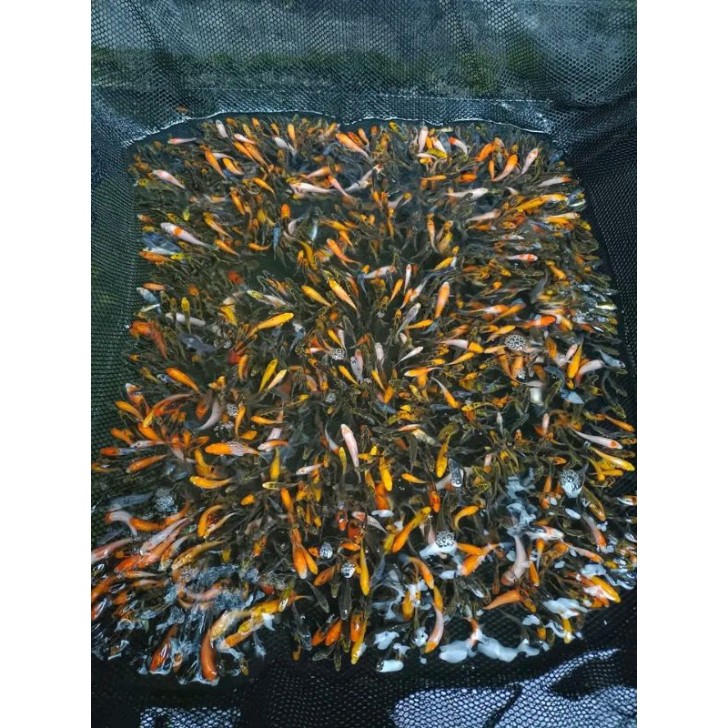 promo paket 10 bibit ikan koi campur kohaku/sanke/Hikari/kikio