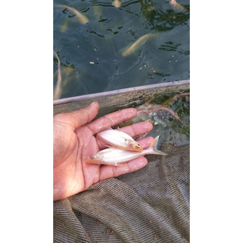 ikan patin albino ukuran 3in