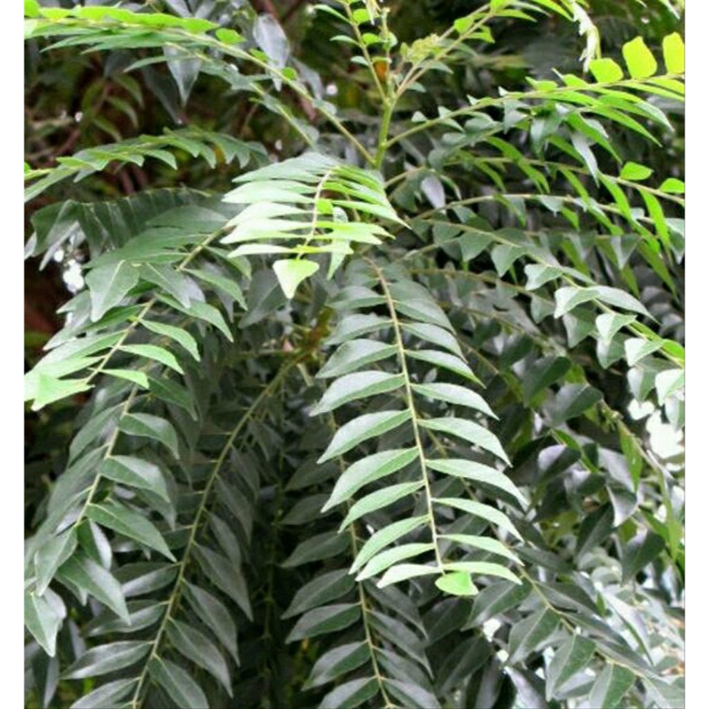 

Salam koja atau Daun kari 500gram