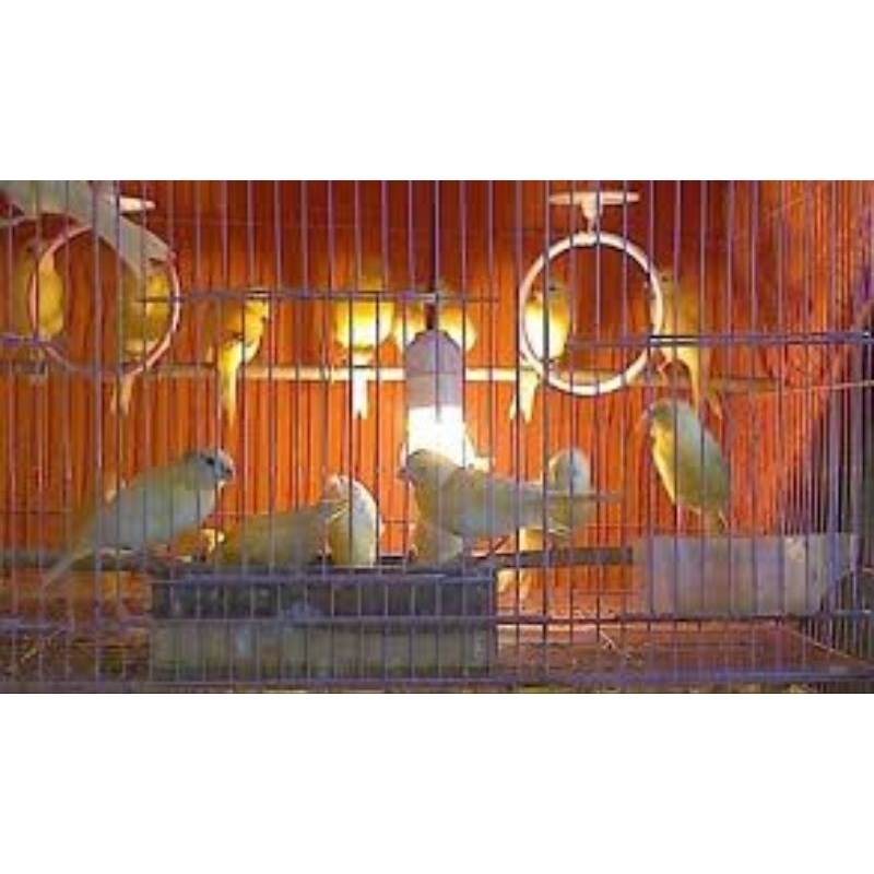 KENARI BETINA SIAPAN