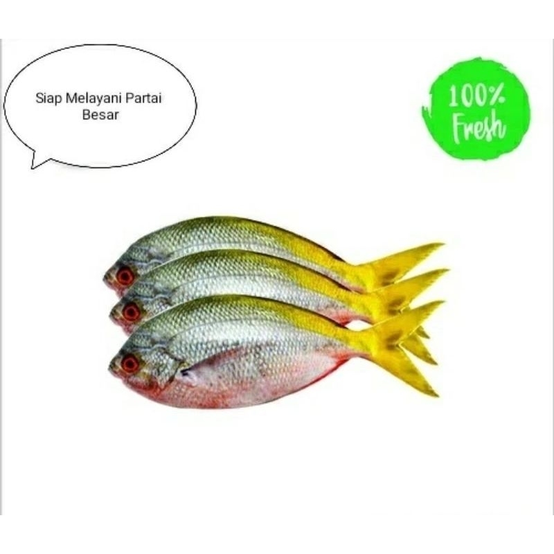 

ikan ekor kuning fresh harian 1 kg