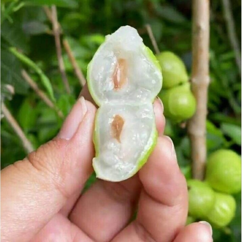 Bibit White Jabodicaba atau anggur Brazil putih terlaris