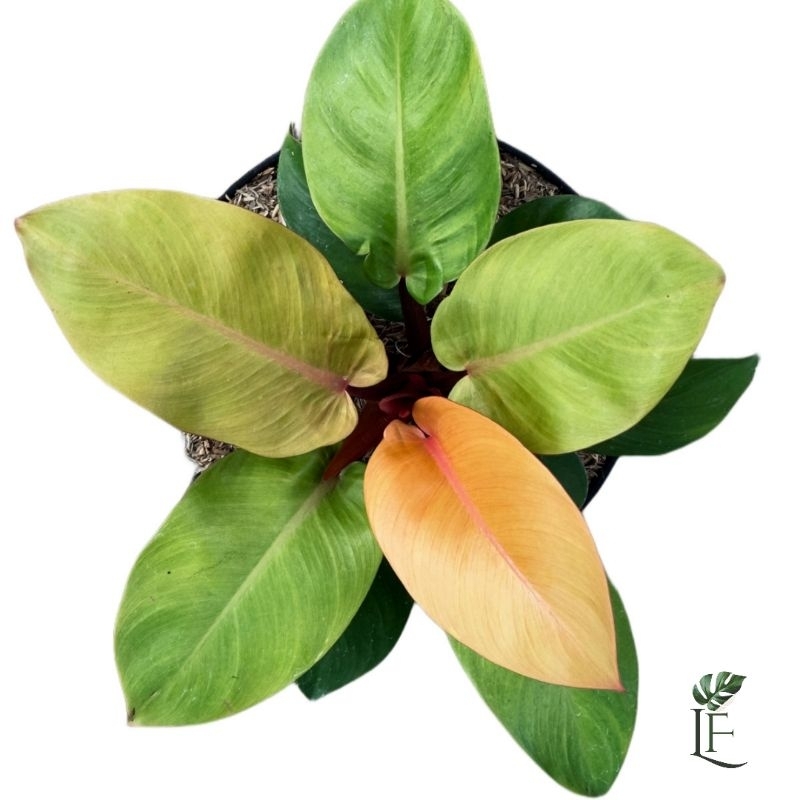Philodendron Orange Juice