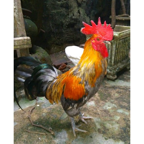 TELUR AYAM BANGKOK KETAWA UNTUK DI TETASKAN