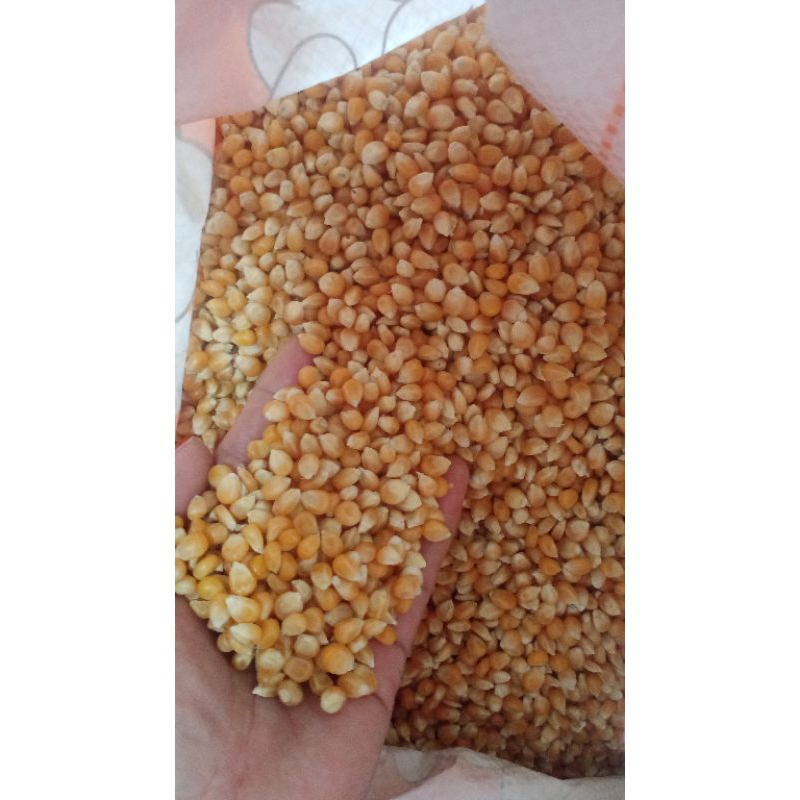 

Jagung Popcorn Mentah 500g