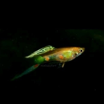 

STICKER GAMBAR VIENNA BS