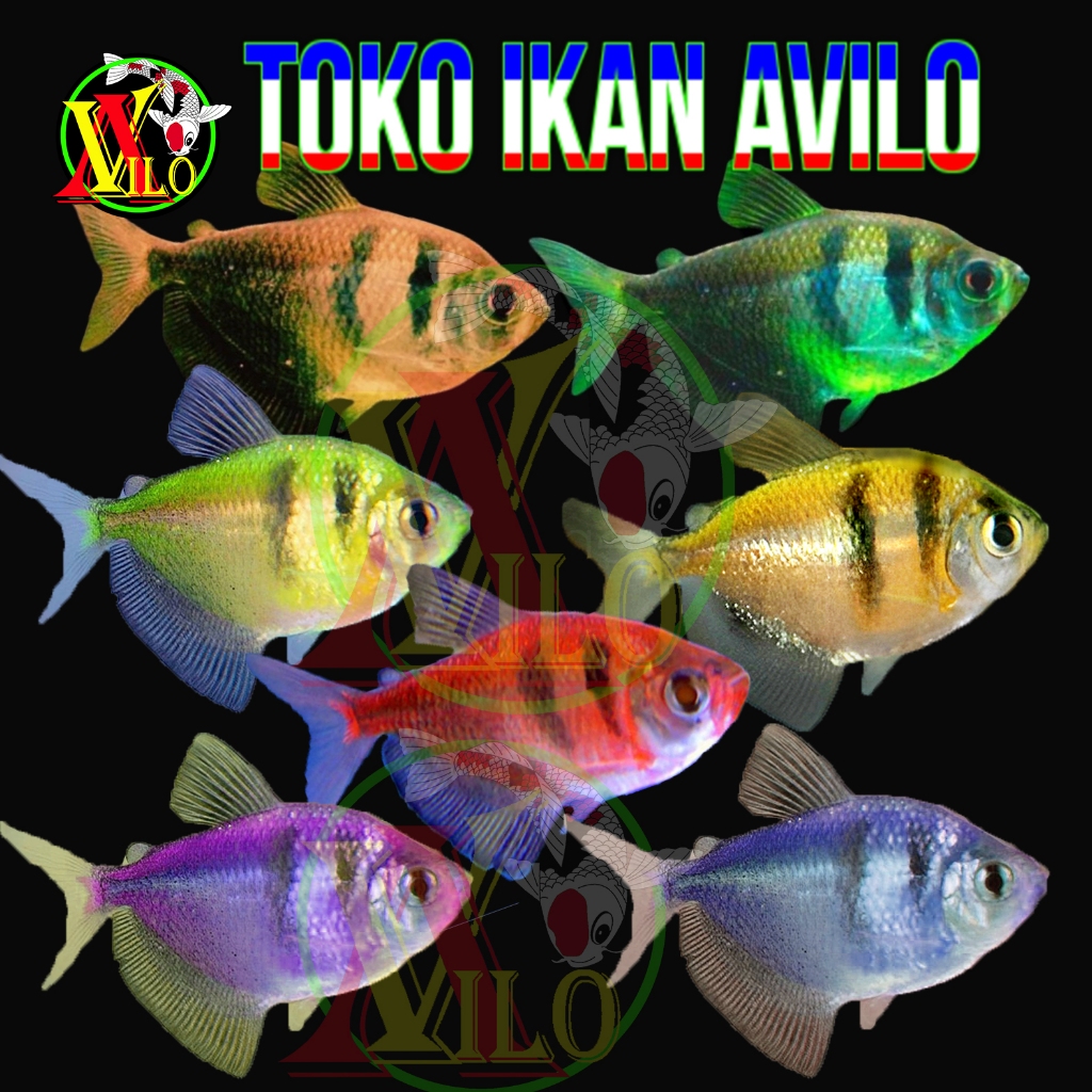 ojek ikan hias tetra fish tiger glow ikan gerombolan