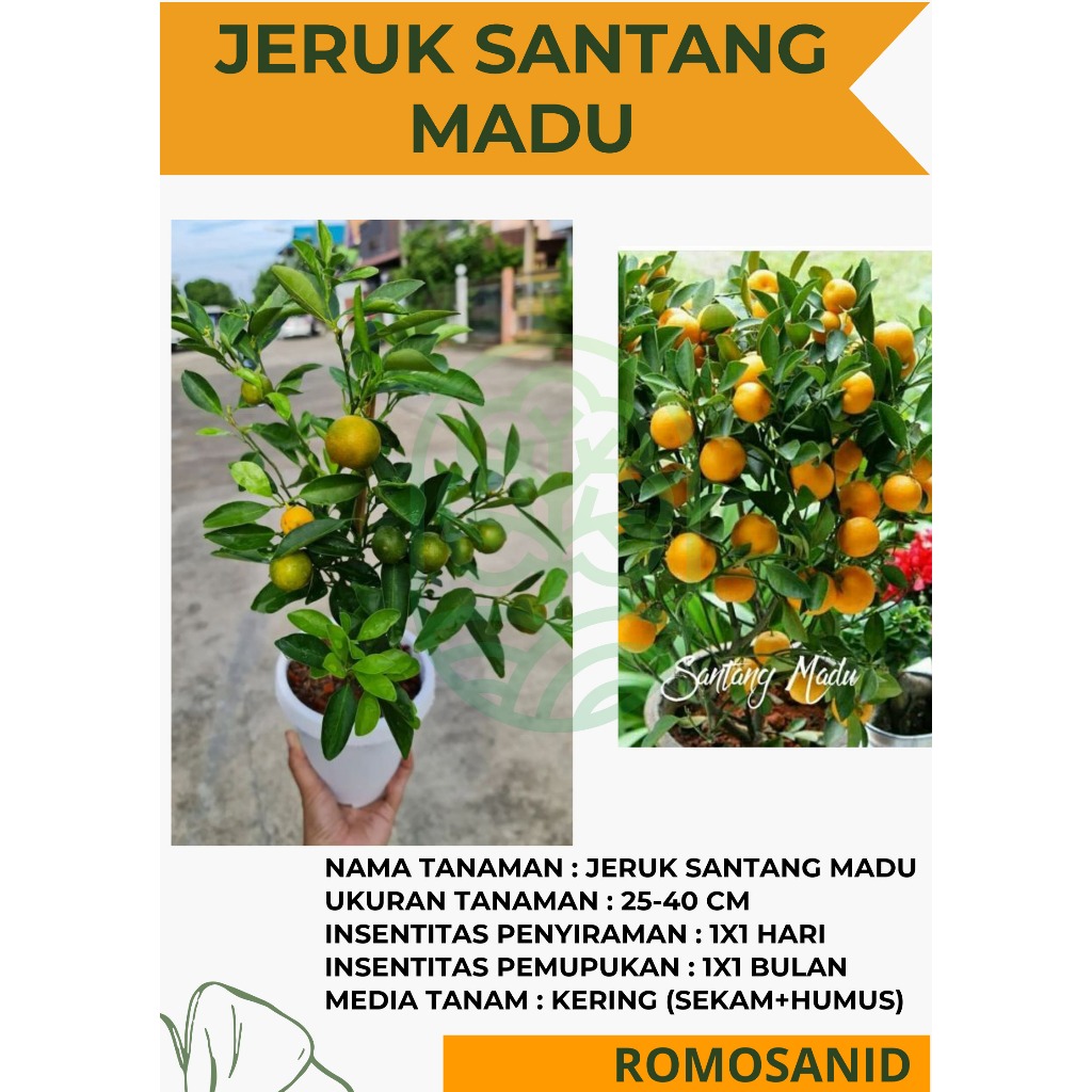 Bibit Tanaman Buah Jeruk Santang Madu Besar Sudah Berbuah pohon hidup - ROMOSAN.ID
