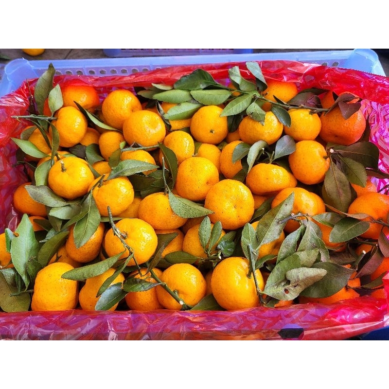 

Jeruk Shantang Daun