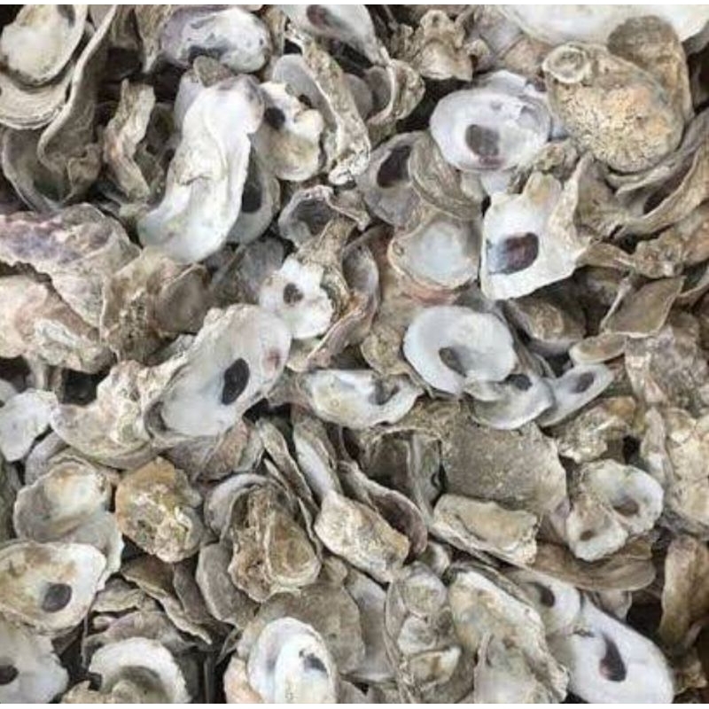Media filter air kolam KERANG OYSTER 500GR