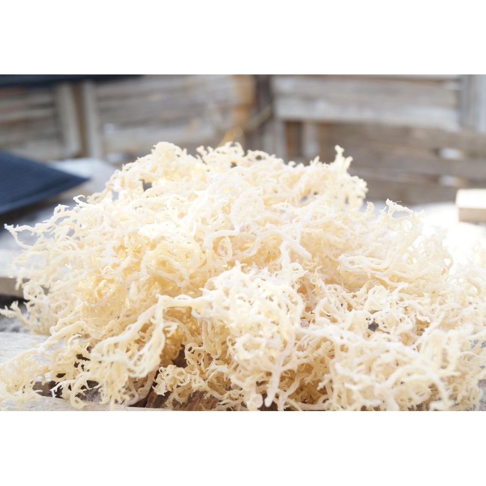 

vzcx 64 Rumput Laut Kering Putih 1kg Spinosum Cottoni Original Premium GZK