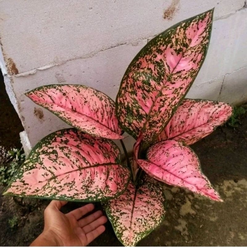 Tanaman Hias Aglonema Ruby Super Pink - Rubi super ping (Tanaman hias aglaonema Ruby Super Pink) - t