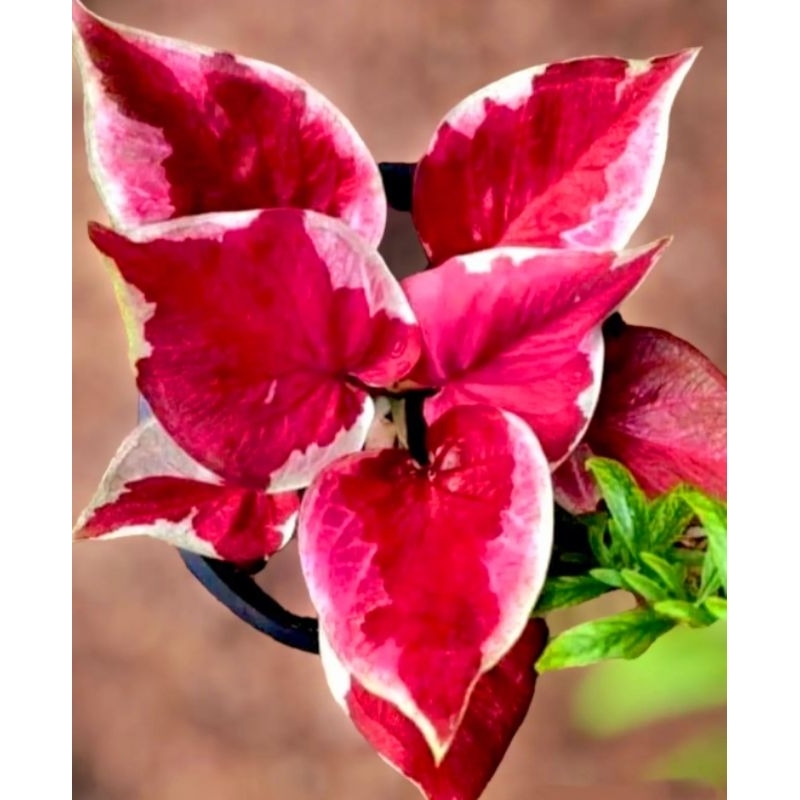 Caladium Dwi Warna 1-3 Daun Tanaman Keladi Hias Murah Impor Thailand Import BUKAN bonggol bibit / TA