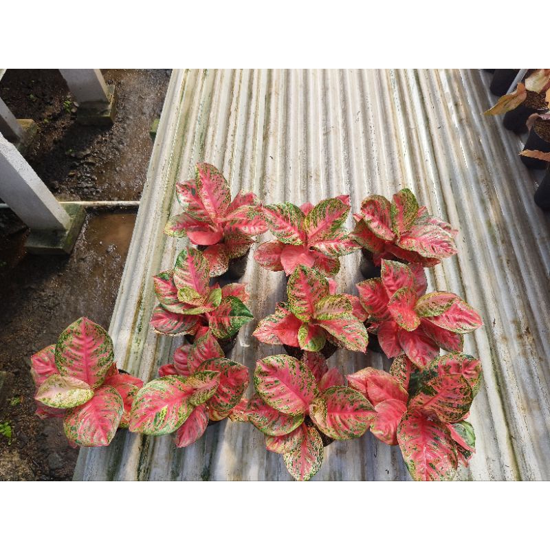 Aglaonema wulandari