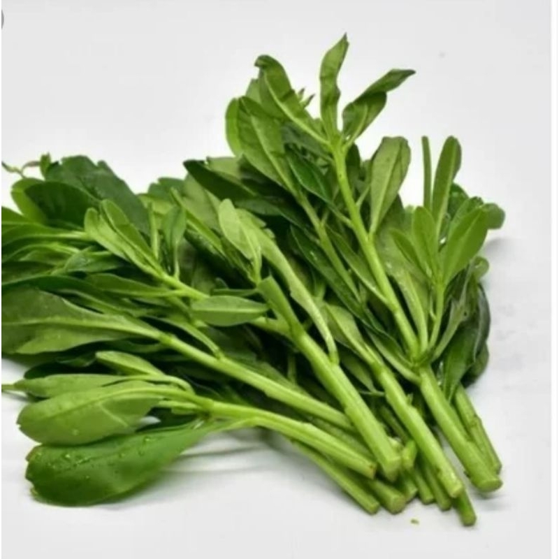 

daun gingseng jawa 500 gram