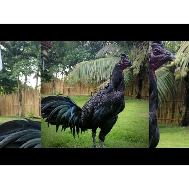 Telur Ayam Peru Black Knight Ory Daging hitam Telur Ayam peruvian Siap Di Tetaskan