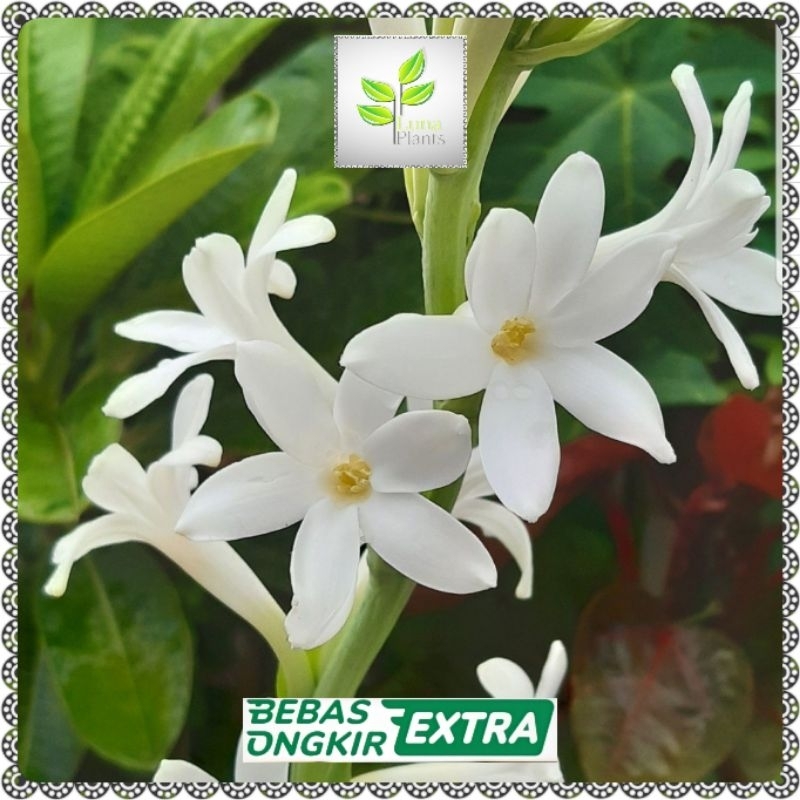 tanaman hias bunga sedap malam / bibit bunga sedap malam
