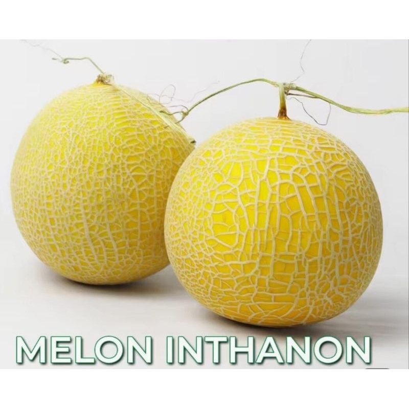 5 butir biji/benih melon inthanon/emerald golden