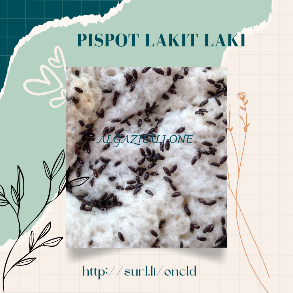 SEMUT JEPANG ORIGINAL BEST SELLER