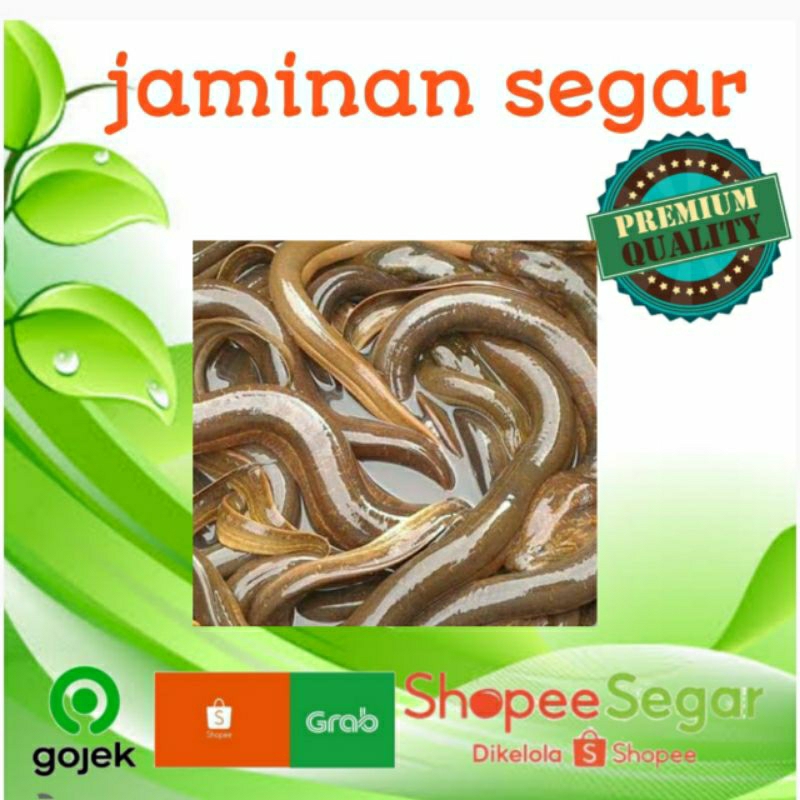 

belut hidup /500g