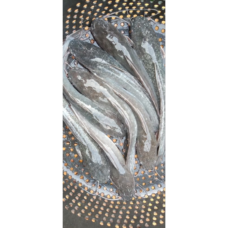 

ikan lele segar(lele konsumsi) per kg isi 7-8-9