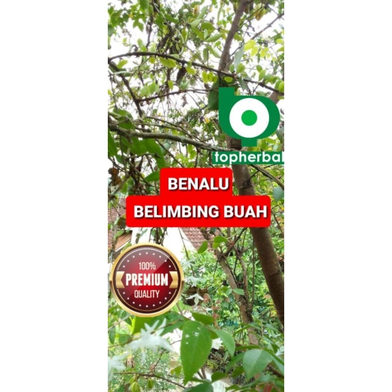 

Daun Benalu Belimbing Buah Kering Hijau 500 Gram