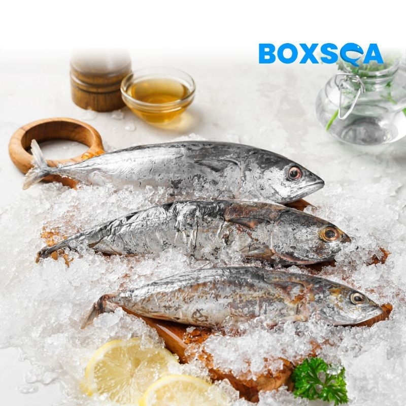 

IKAN TONGKOL DEHO BEST QUALITY PREMIUM