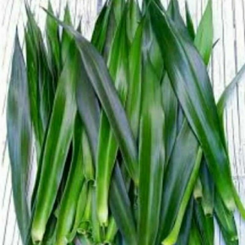 

1 Kg Daun Pandan Suji / Pandan Betawi Pewarna Makanan Asli