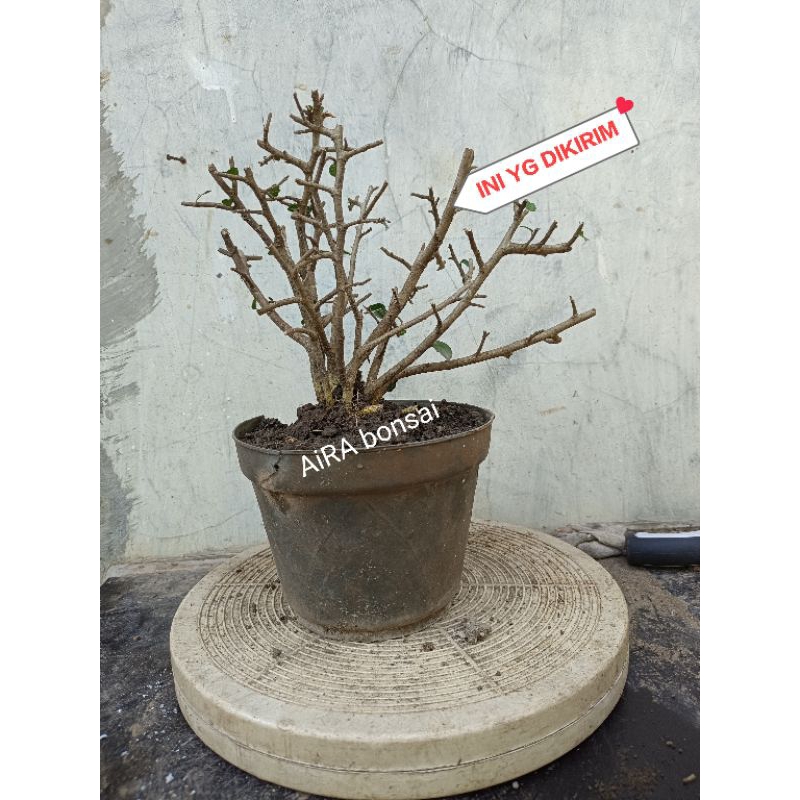 bahan bonsai serut grouping