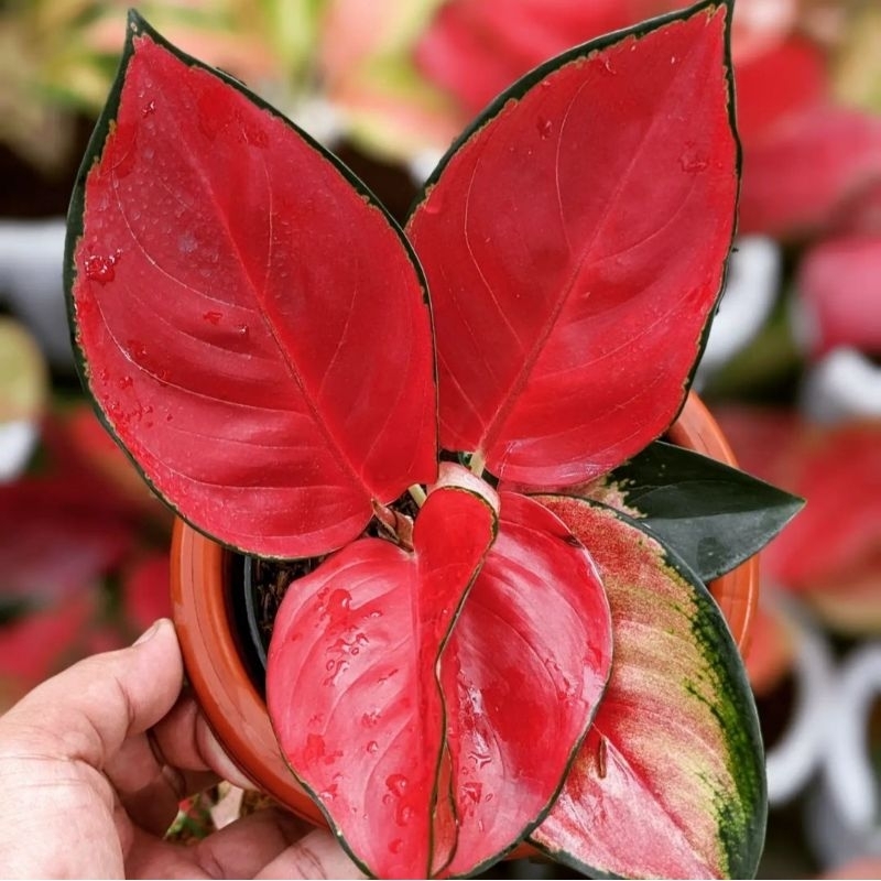 Aglonema Suksom jaipong Tanaman Hias Bunga Aglaonema Murah Merah BUKAN bonggol bibit - tanaman hias 