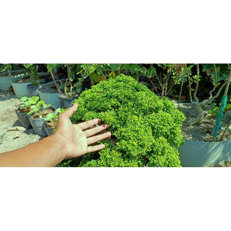 kemuning super micro thailand