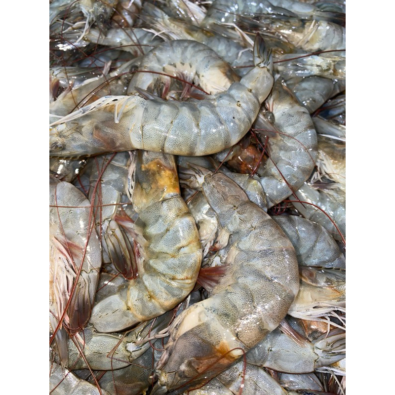 

UDANG BERSIH