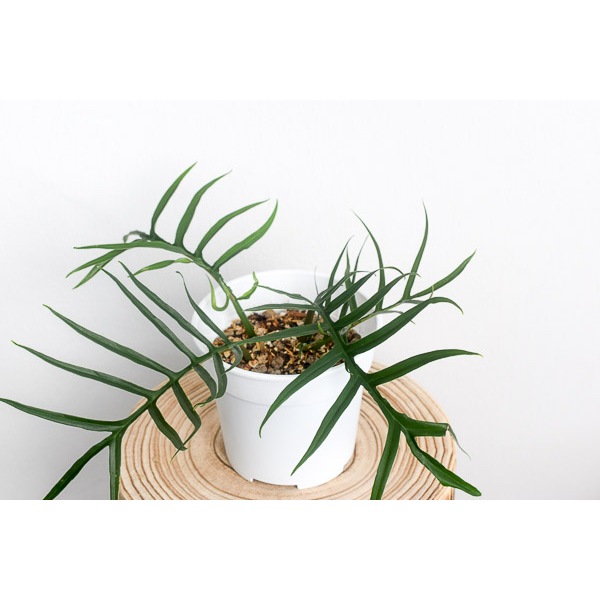 Philodendron Tortum 3-5 Daun / Philo Tortum