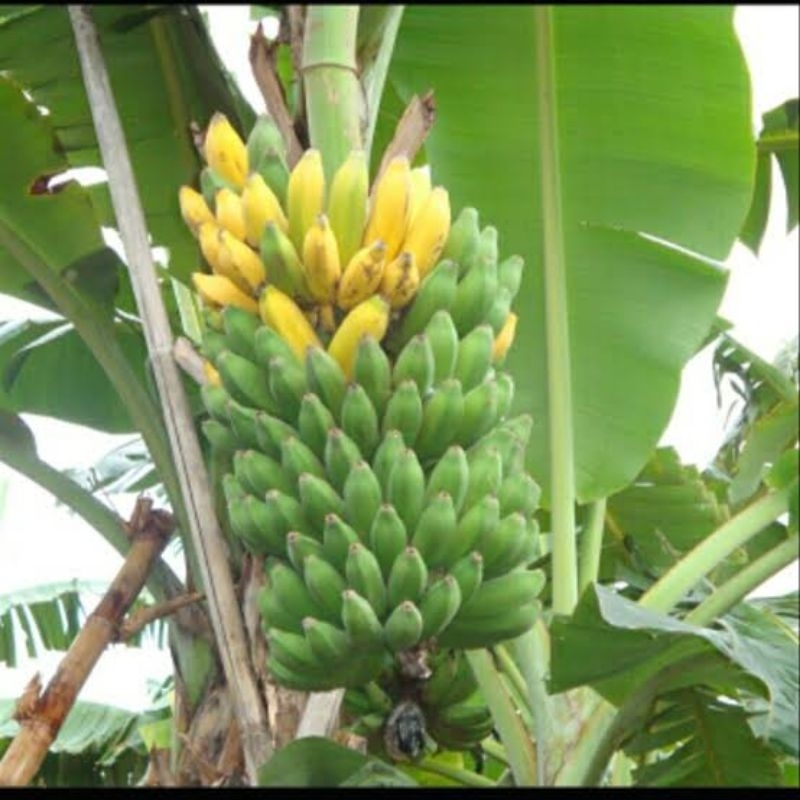 

PISANG RAJA BULU SUPER MANTAP SUDAH TUA