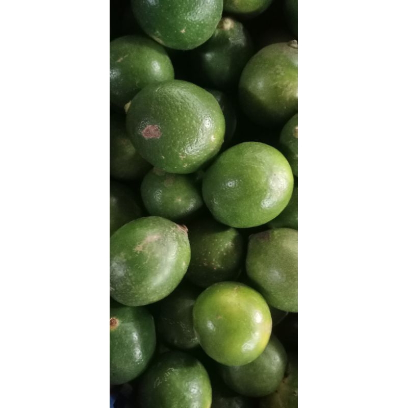 

LEMON CALIFORNIA HIJAU / PERAS BANYAK AIR