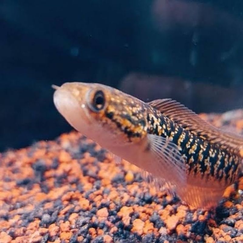 MURMERR Channa asiatica RSP KALIMAYA FULL MUTIARA GRADE A+