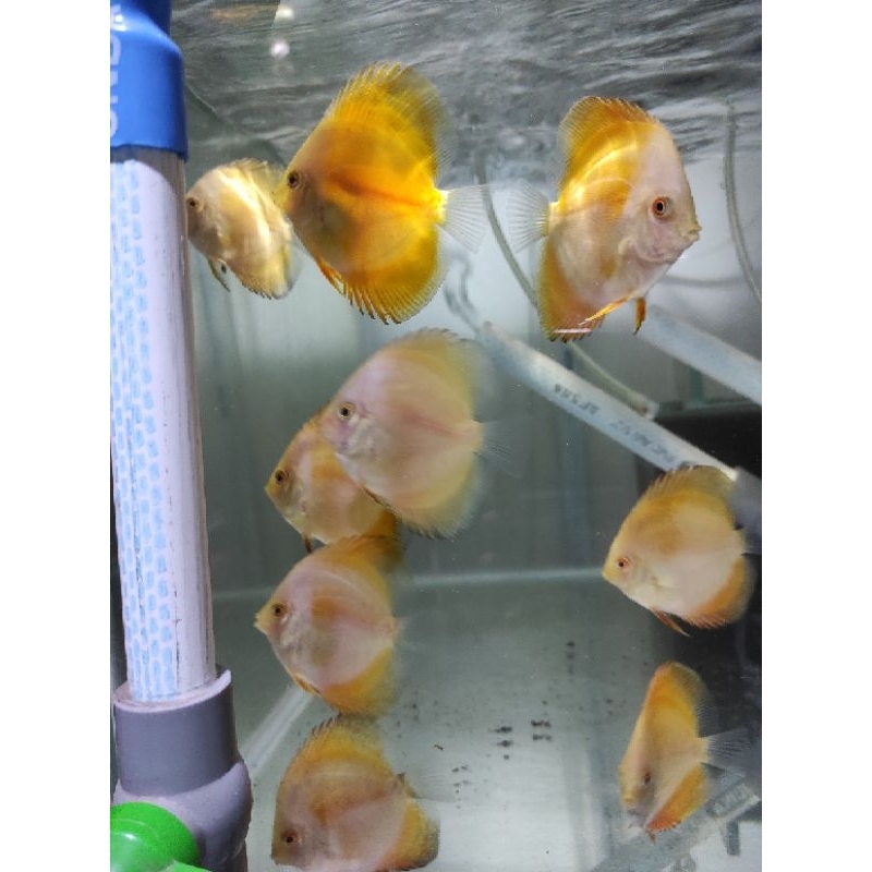 ikan discus golden Yellow 2inch