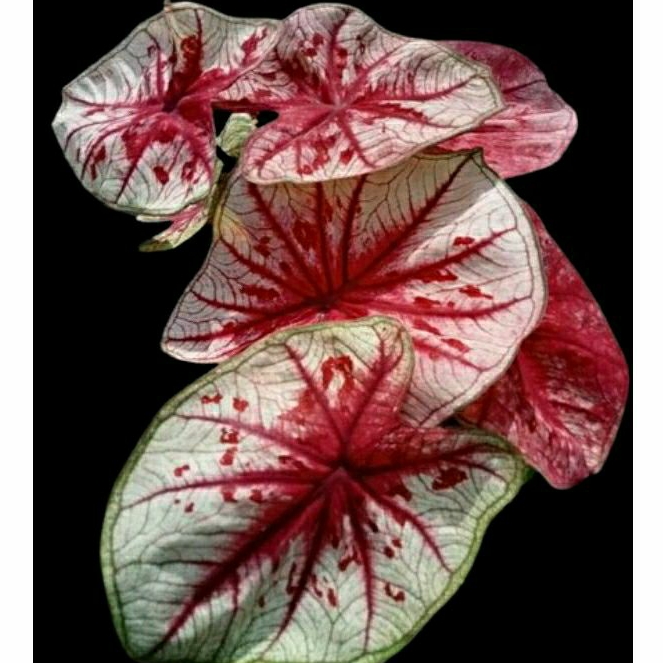 Tanaman hias anakan keladi import 2-3 daun caladium tootsie  murah  ekonomis