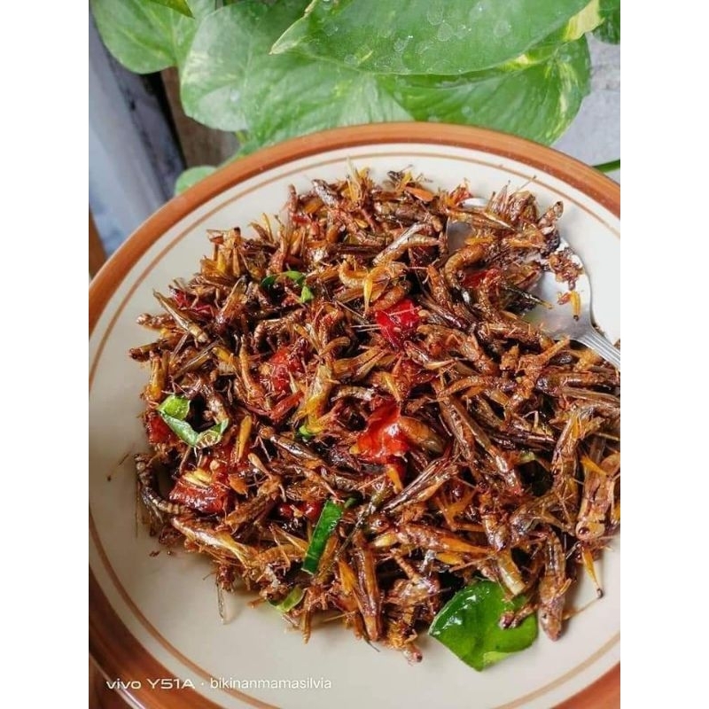 

Belalang Goreng Utis Pedas Manis oleh oleh Gunungkidul