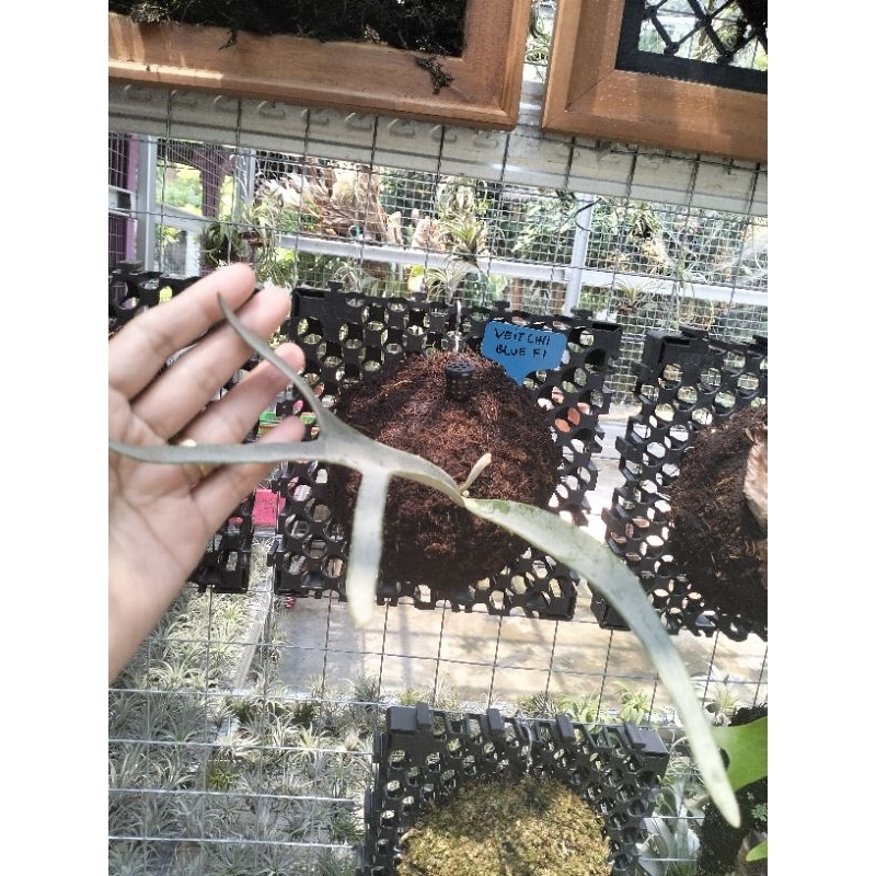 platycerium veitchii F1