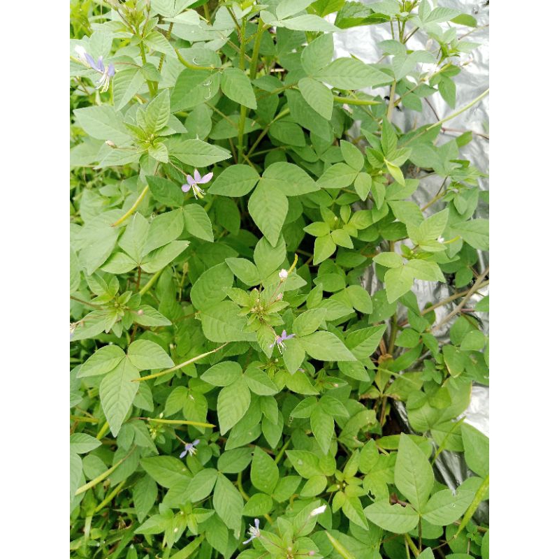 

Daun Maman Lanang / daun Maman ungu / cleome rutidosperma segar