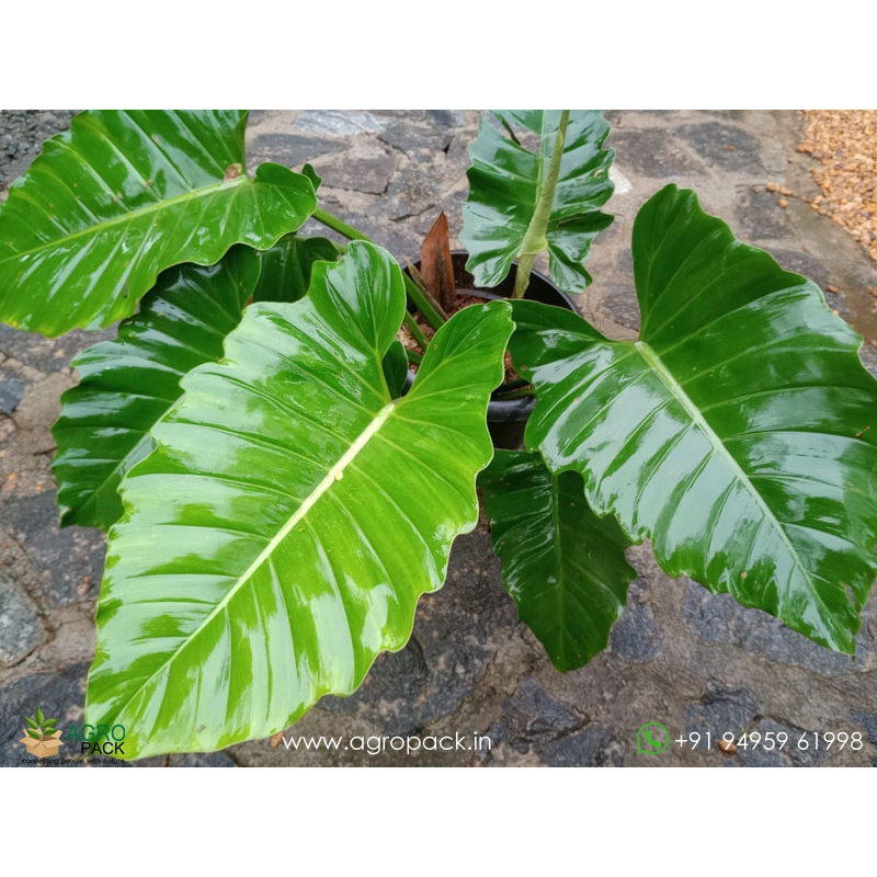 Philodendron Jungle Fever / Philo Jungle Fever