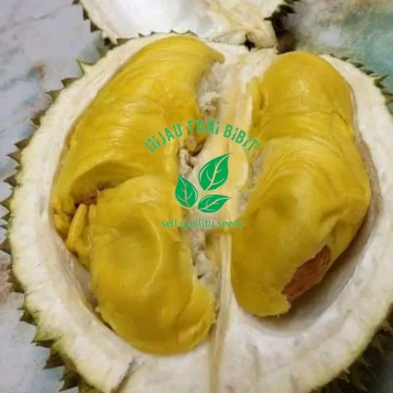 

Bibit Durian Musang King Daging Kuning Murah Produk Sendiri
