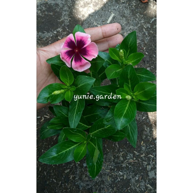 TANAMAN VINCA| PLANT VINCA