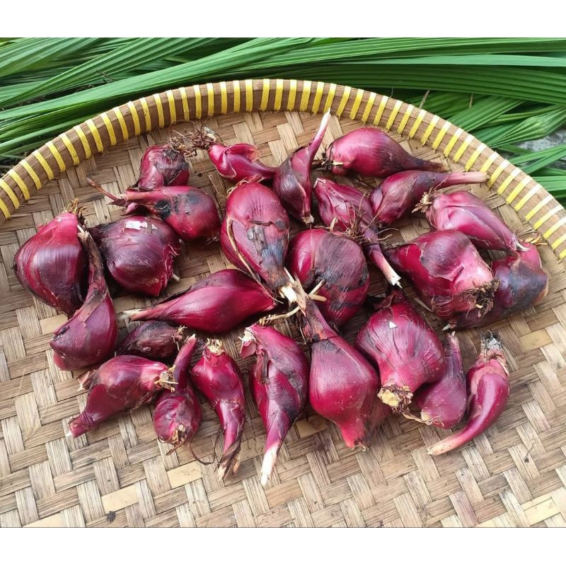 

Bawang Dayak 1 kg / Bawang Berlian / Bawang Sabrang original segar / herbal diabetes