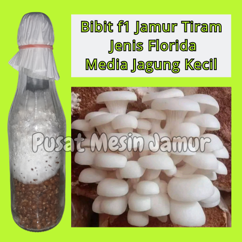 

BIBIT F1 JAMUR TIRAM MEDIA JAGUNG UTUH KECIL