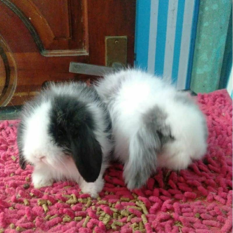 Kelinci Fuzzy Lop