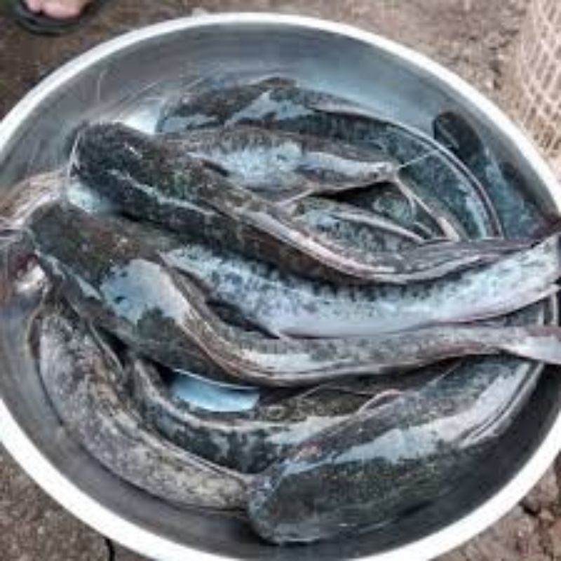 

LELE FRESH DAN BUMBU KUNING